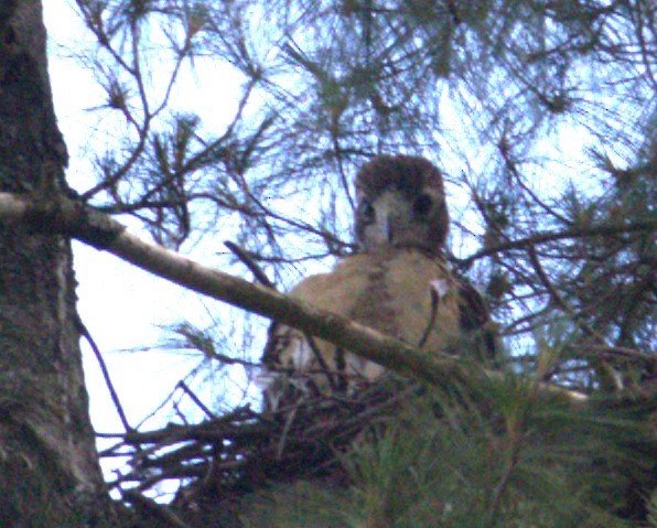 Red-tailed Hawk - ML620296863