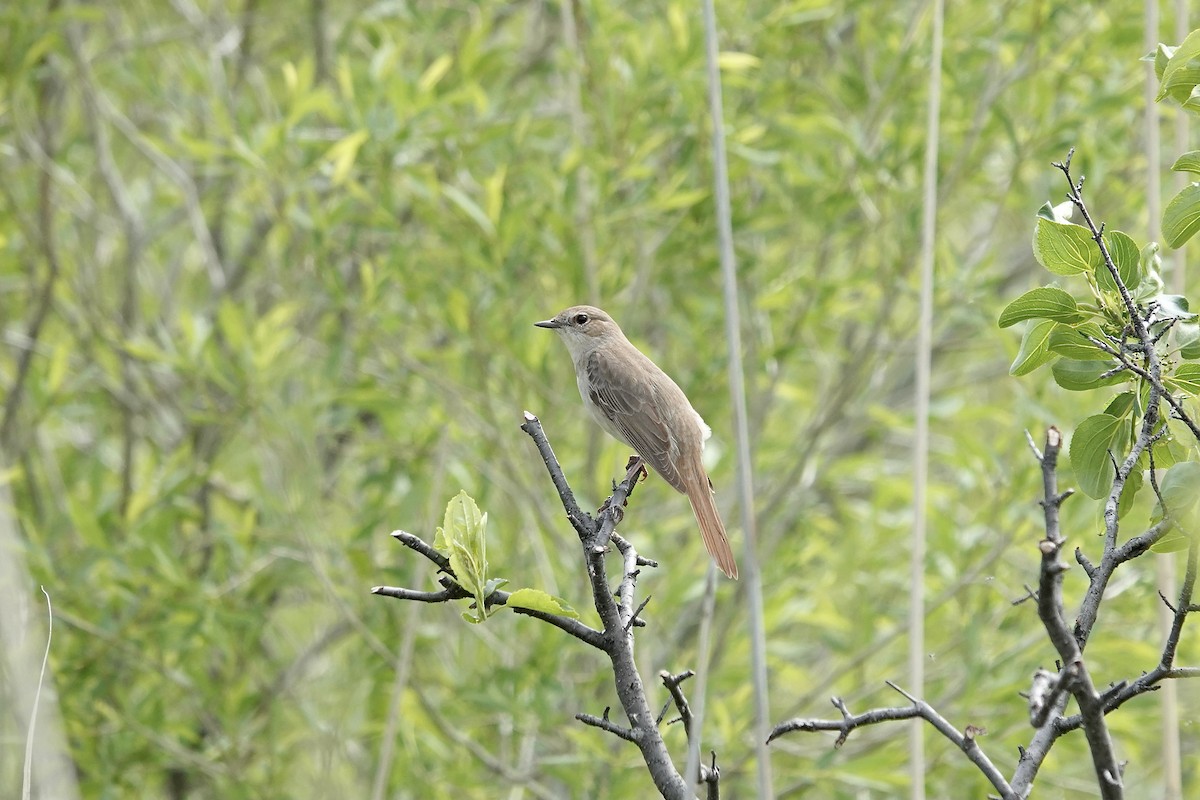 Common Nightingale - ML620296864