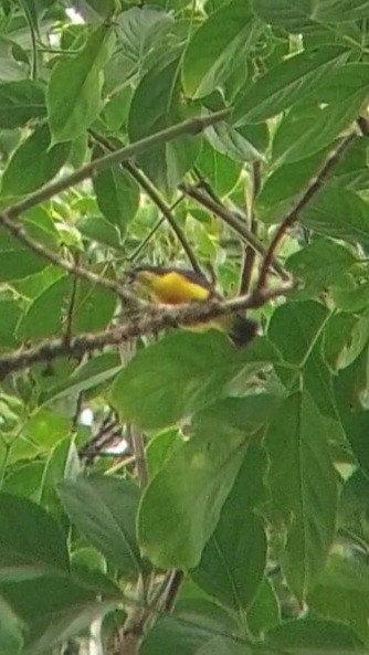 Orange-bellied Flowerpecker - Danniella March Cañon