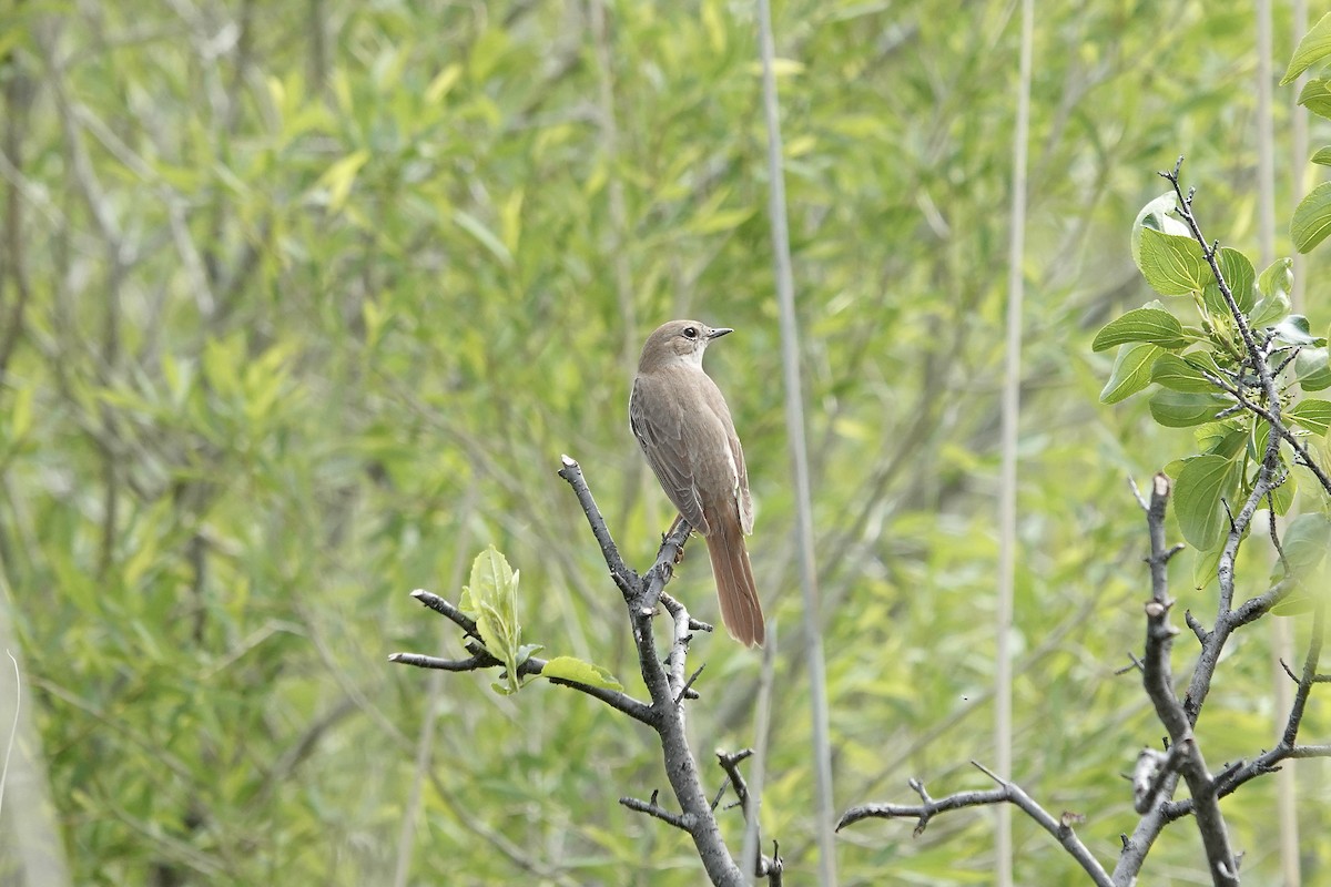 Common Nightingale - ML620296868