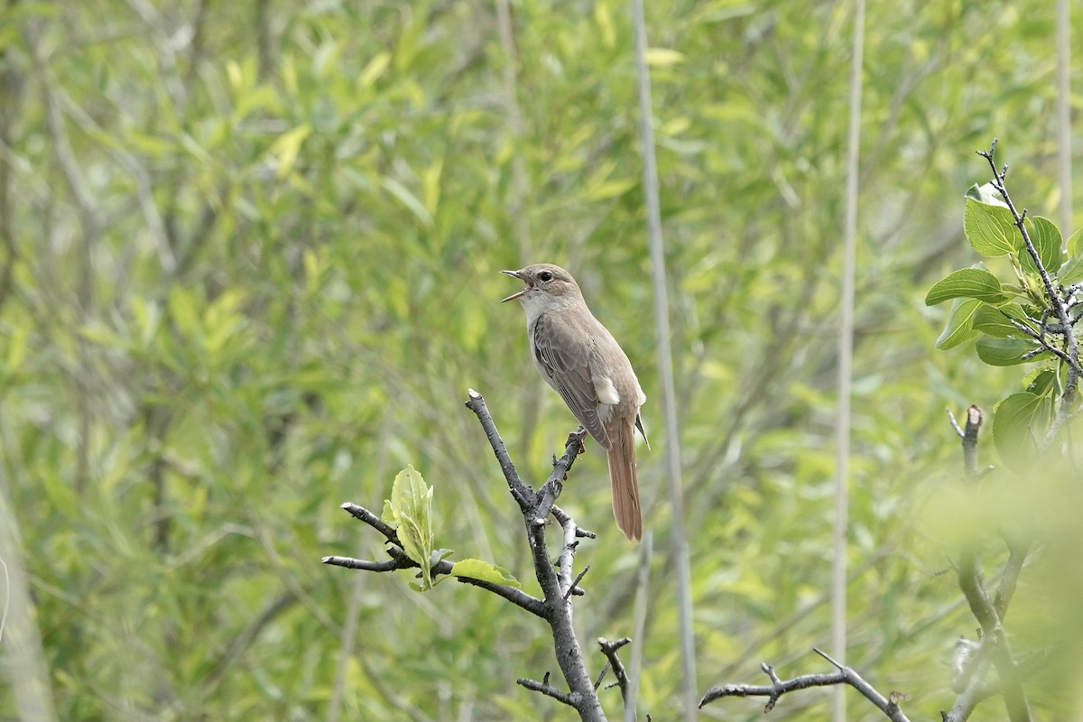 Common Nightingale - ML620296869