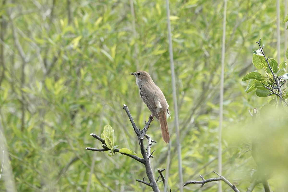 Common Nightingale - ML620296870