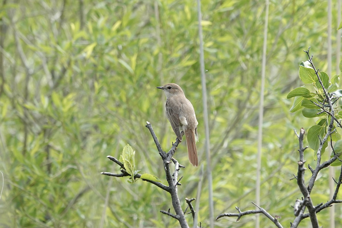 Common Nightingale - ML620296871