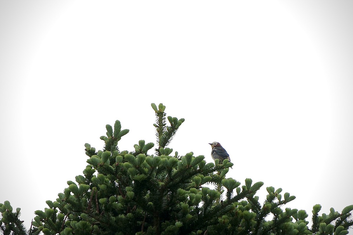 Chestnut-cheeked Starling - ML620296872