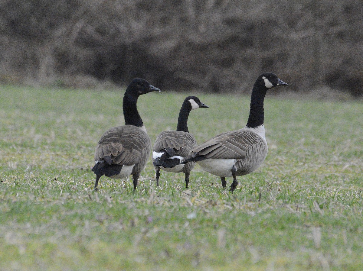 Canada Goose - ML620296874