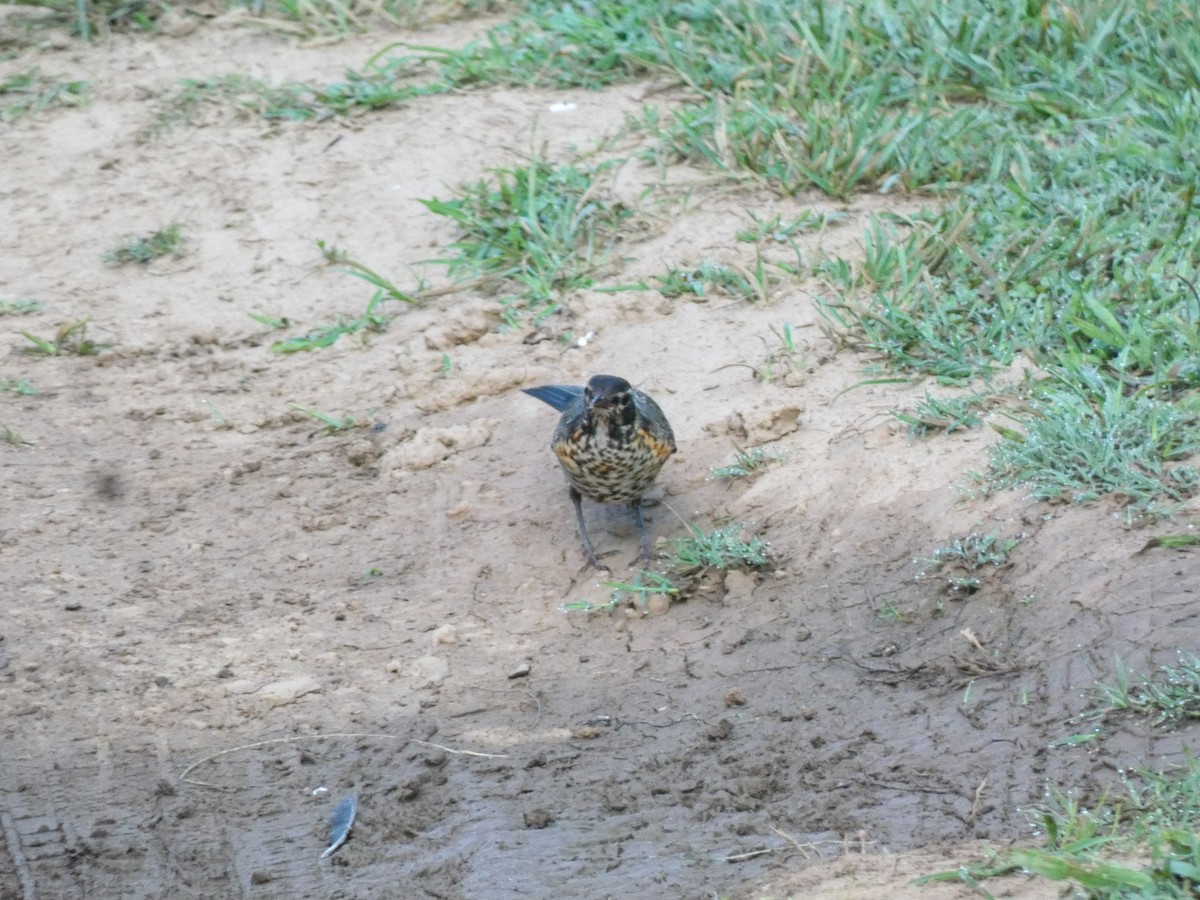 American Robin - ML620296878