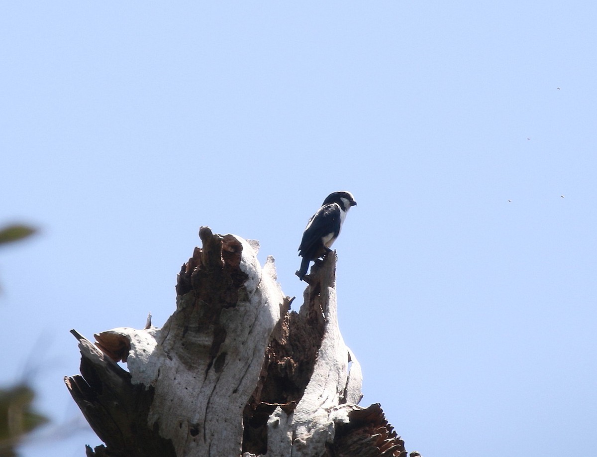 White-fronted Falconet - ML620296880
