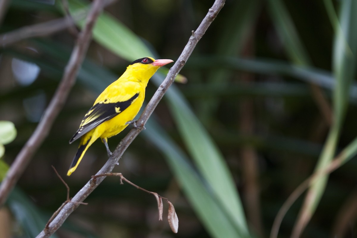 Black-naped Oriole (Sunda) - ML620296885