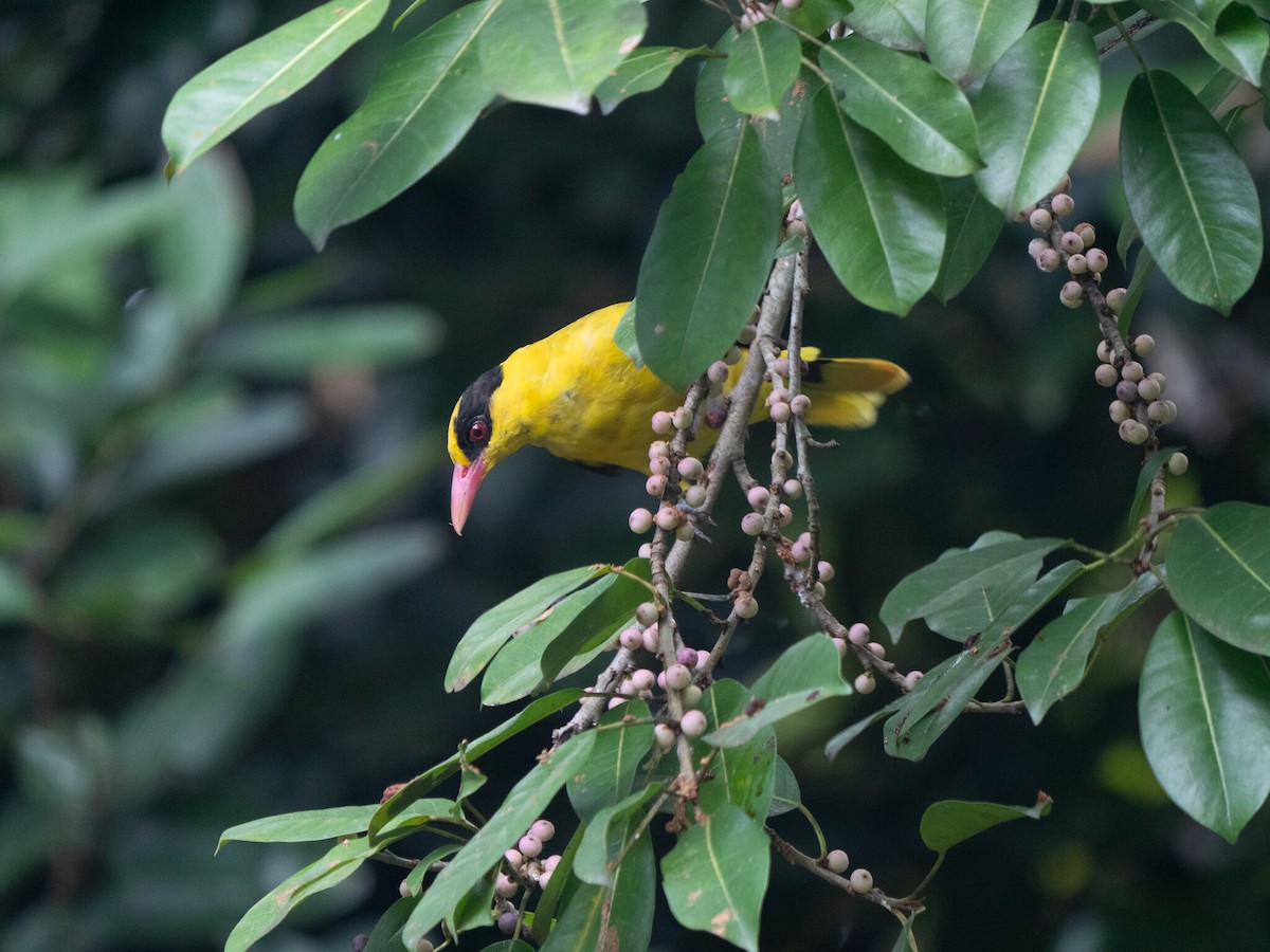 Kara Enseli Sarıasma [maculatus grubu] - ML620296886