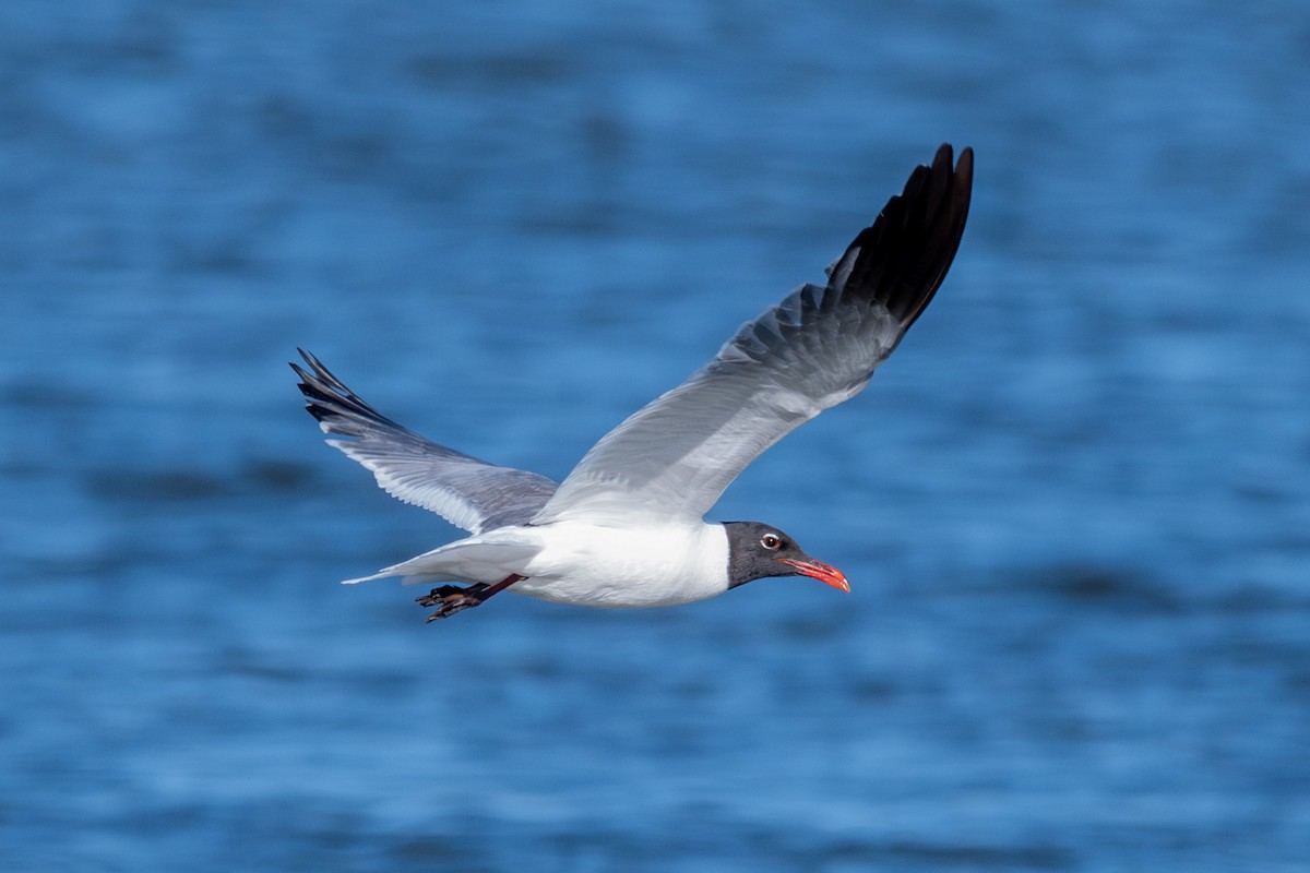 Gaviota Guanaguanare - ML620296889