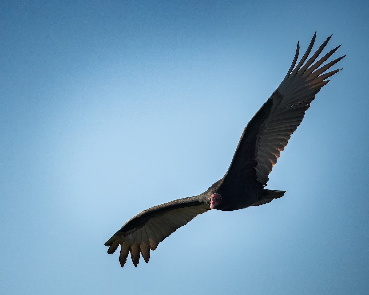 Turkey Vulture - ML620296894
