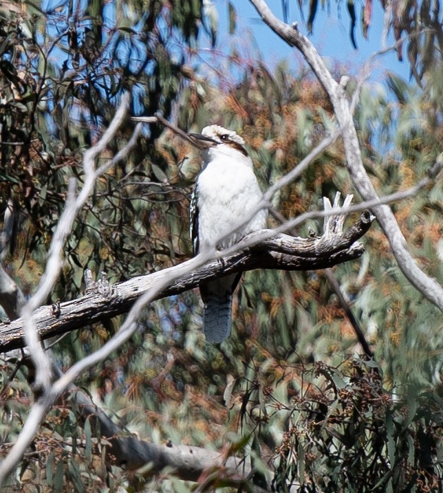 Laughing Kookaburra - ML620296902