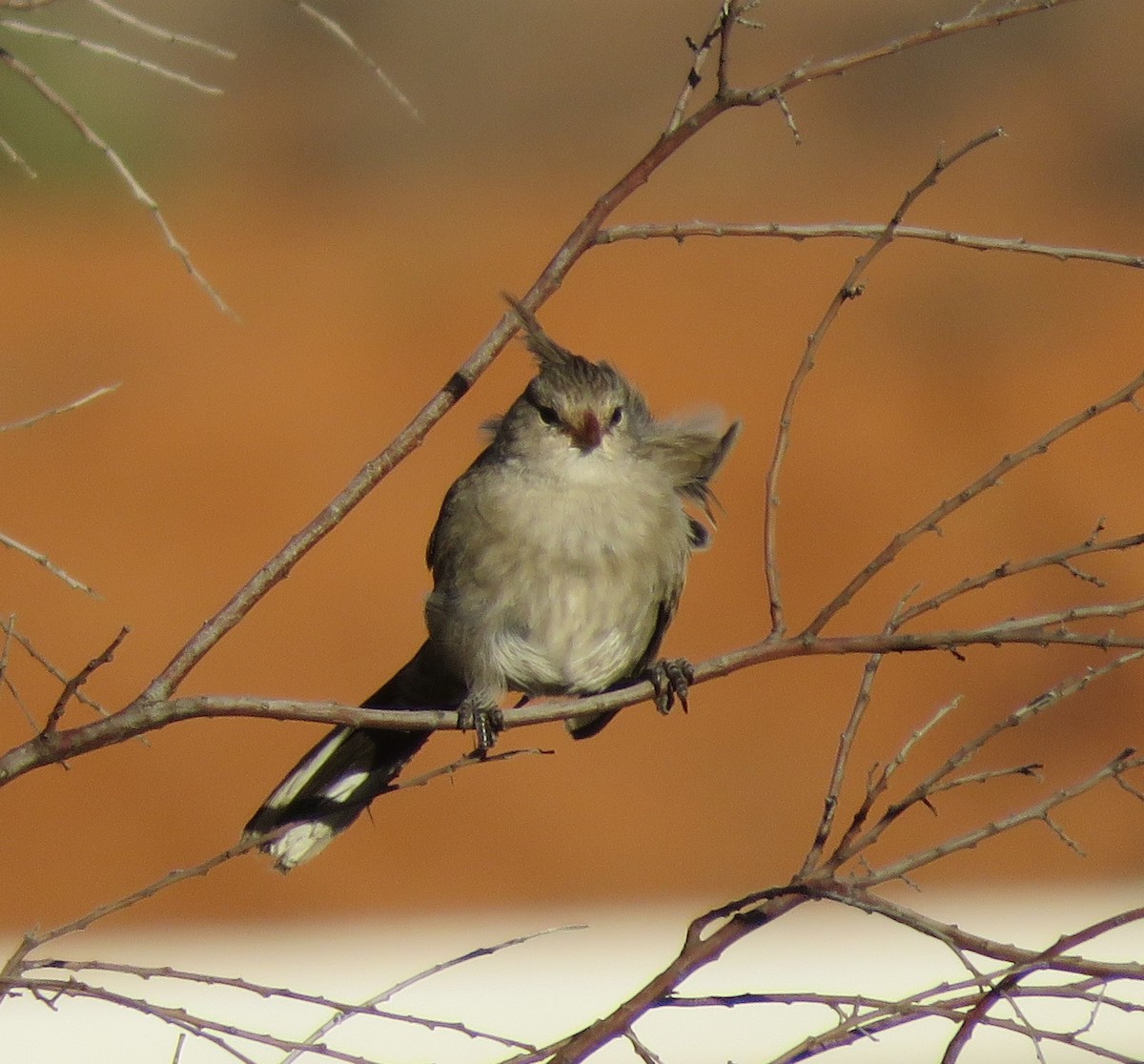 Chirruping Wedgebill - ML620296906