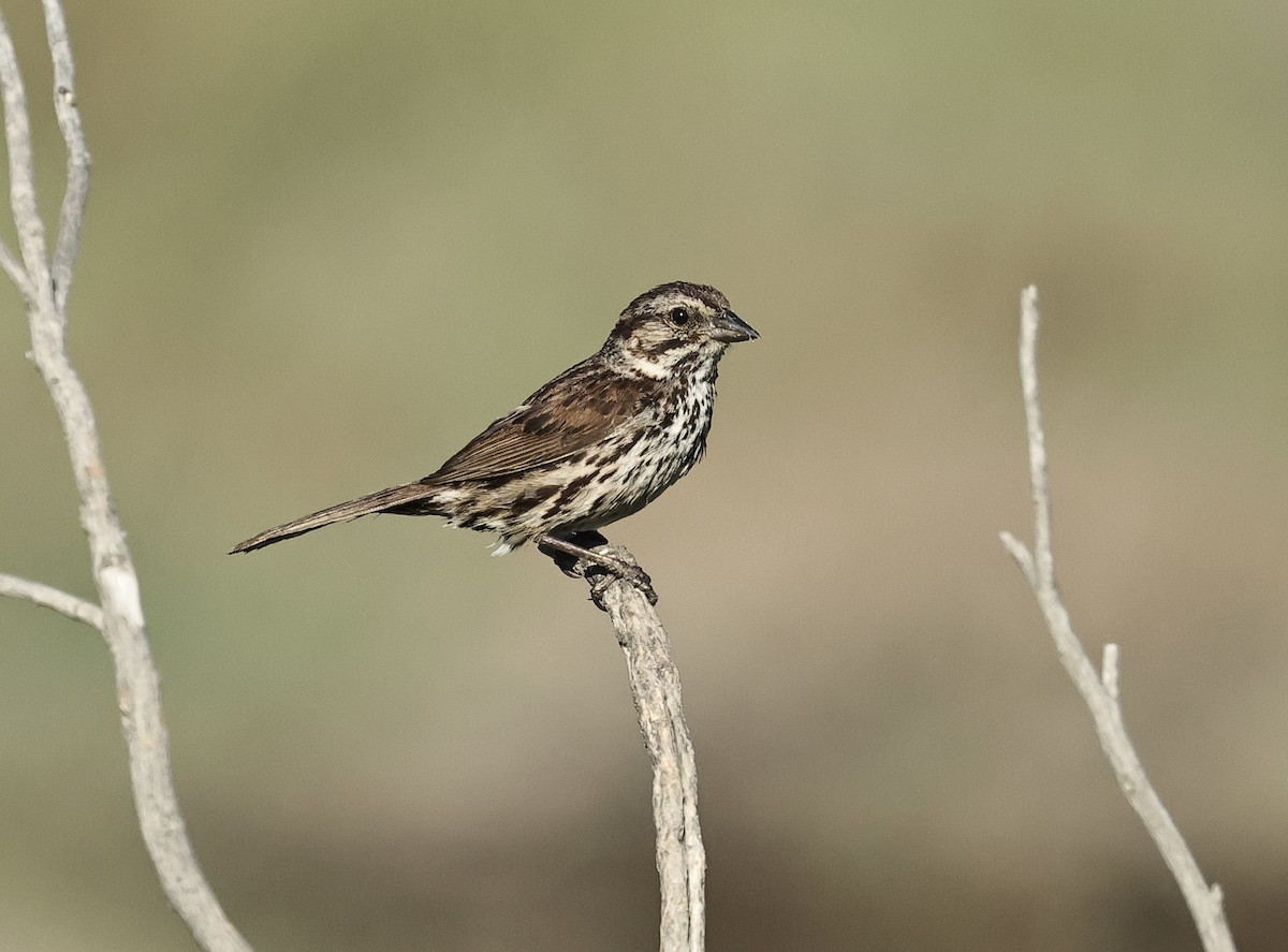 Song Sparrow - ML620296912