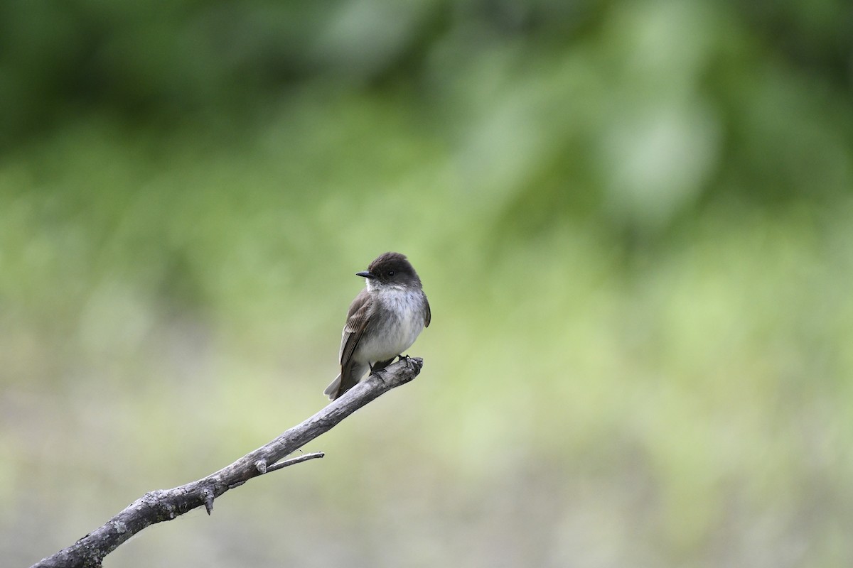 Eastern Phoebe - ML620296913