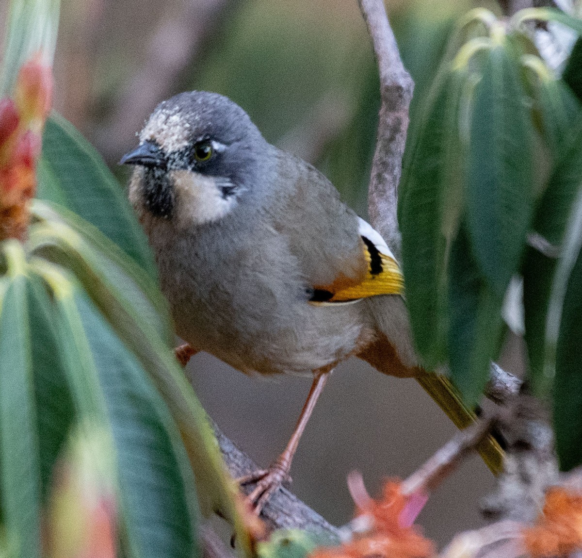 Variegated Laughingthrush - Alok Jaimal