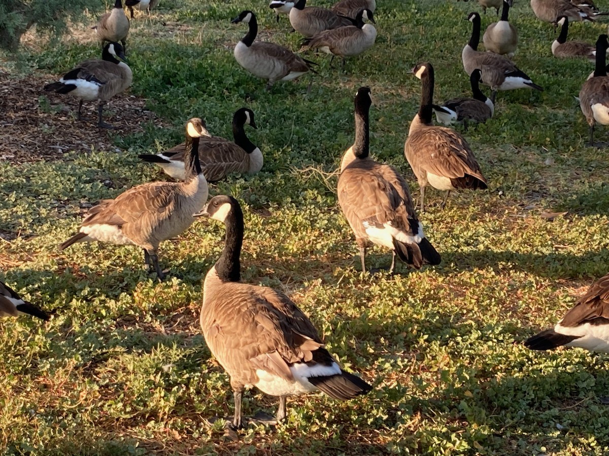 Canada Goose - ML620296920