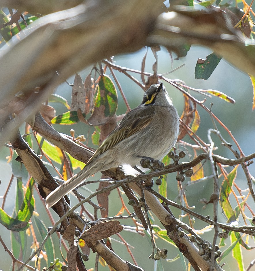 Yellow-faced Honeyeater - ML620296924