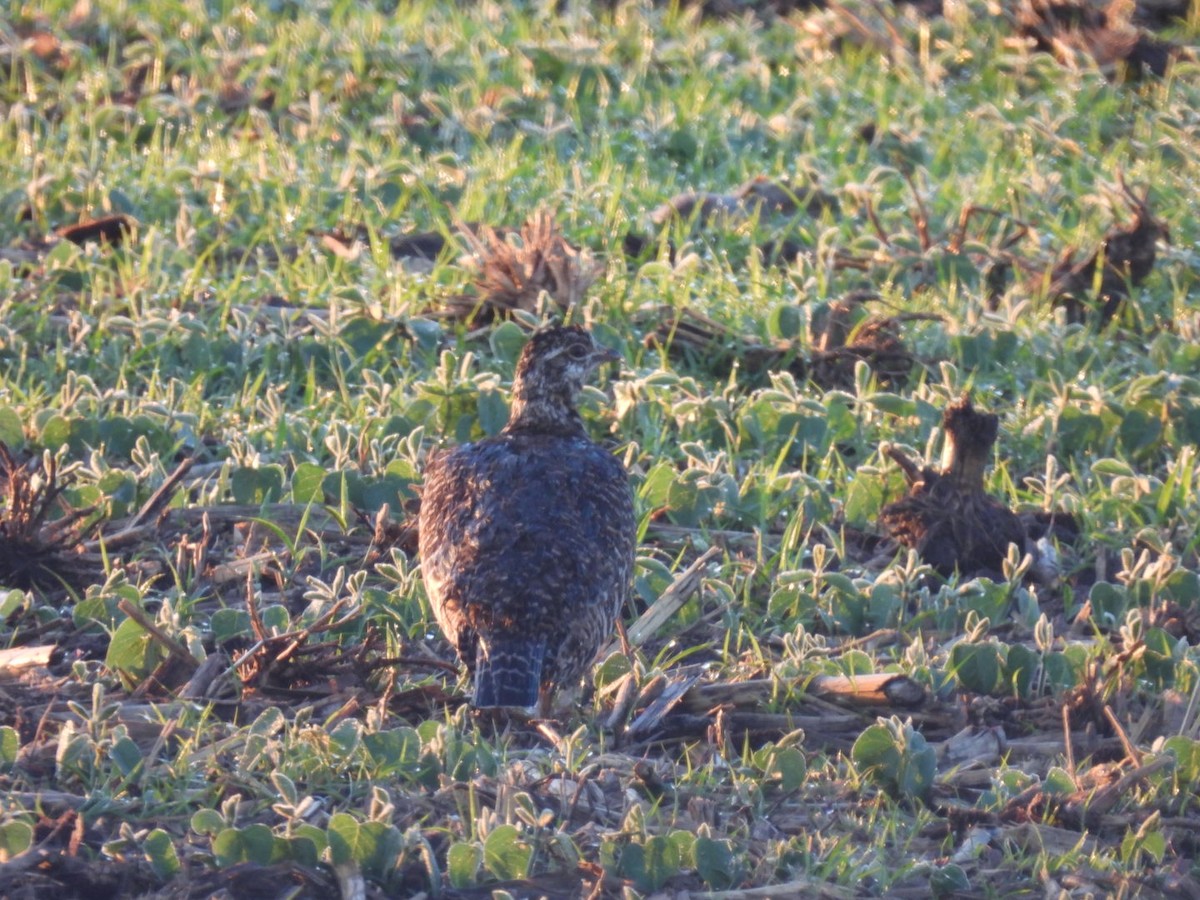 Greater Prairie-Chicken - ML620296926