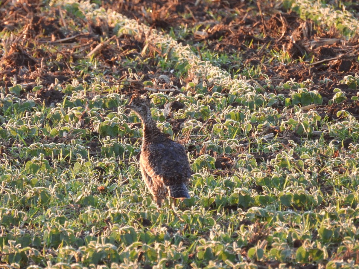 Greater Prairie-Chicken - ML620296927