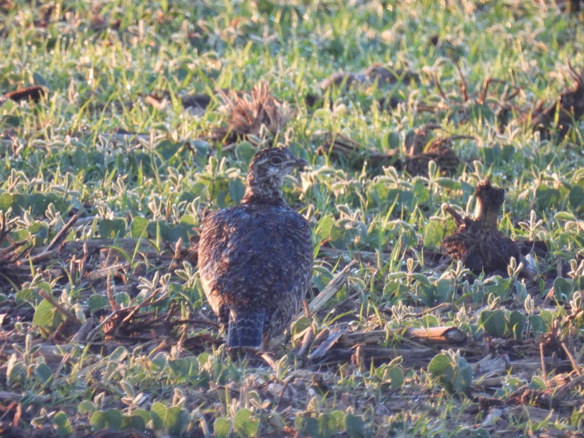 Greater Prairie-Chicken - ML620296928