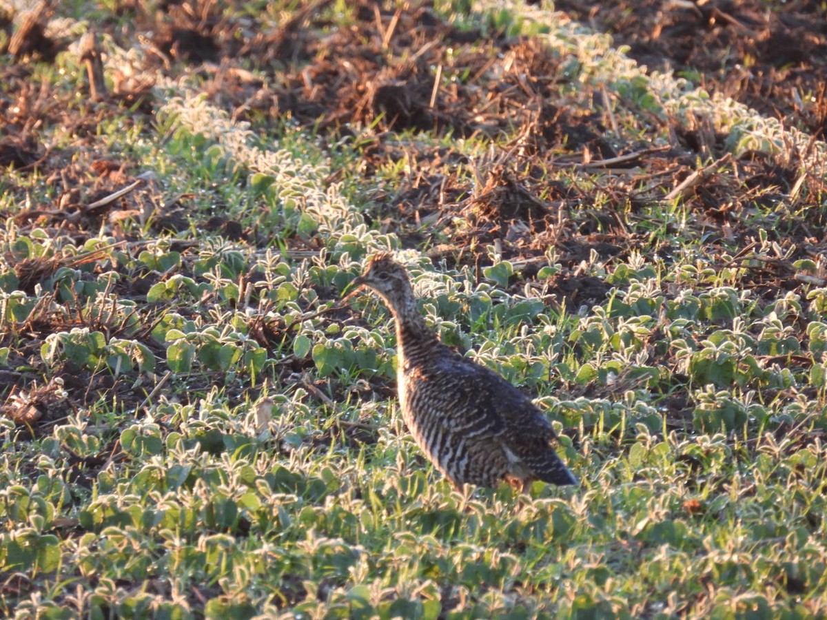 Greater Prairie-Chicken - ML620296929