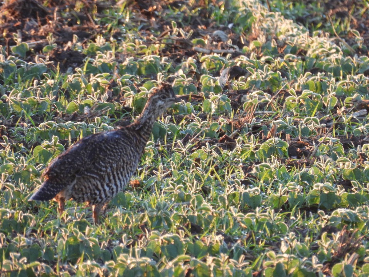 Gallo de las Praderas Grande - ML620296930