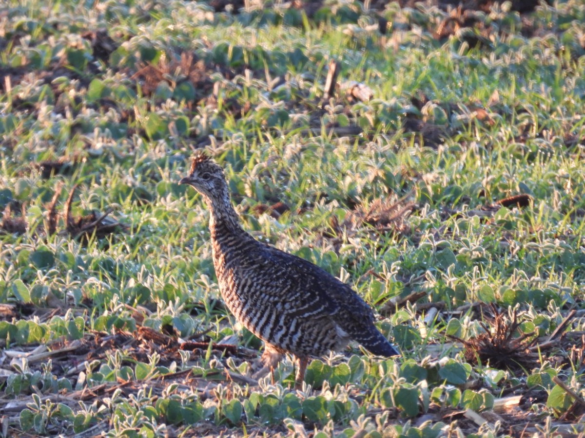 Gallo de las Praderas Grande - ML620296931