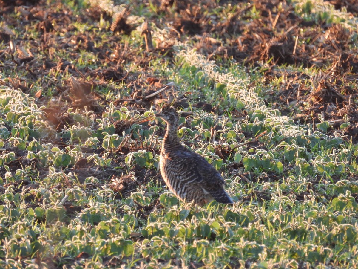 Gallo de las Praderas Grande - ML620296932