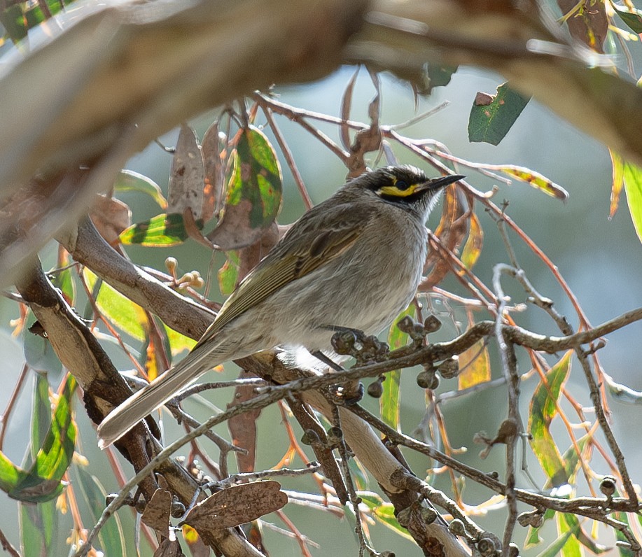 Yellow-faced Honeyeater - ML620296933