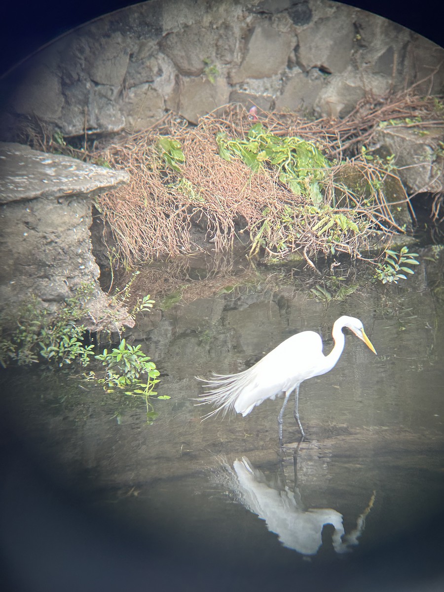 Great Egret - ML620296934