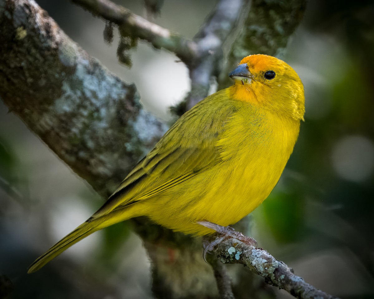 Saffron Finch - ML620296937