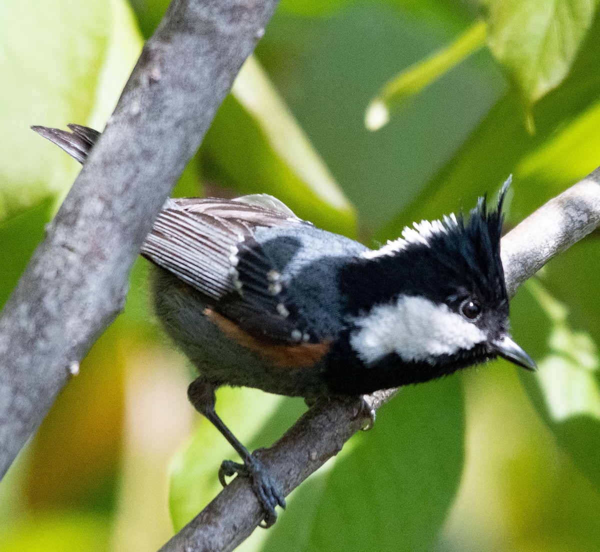 Coal Tit - ML620296943