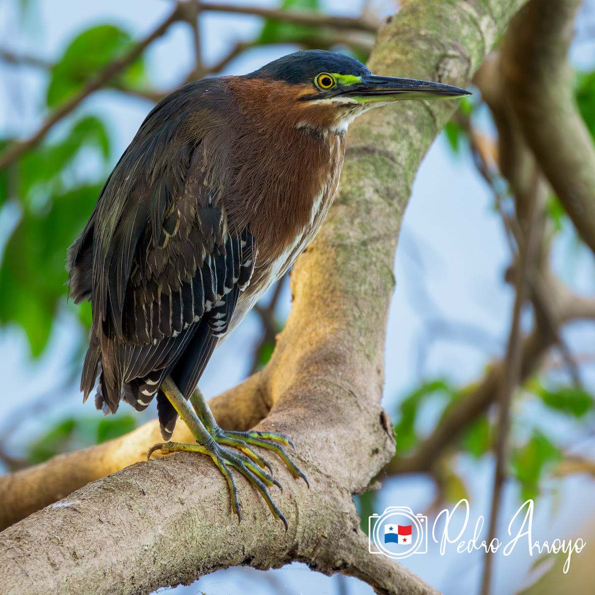 Green Heron - ML620296944