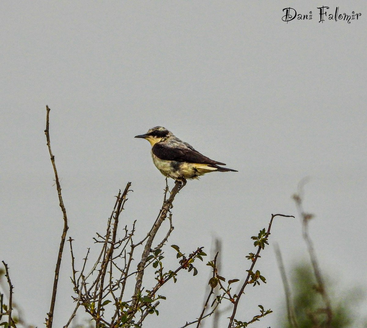 Northern Wheatear - ML620296947