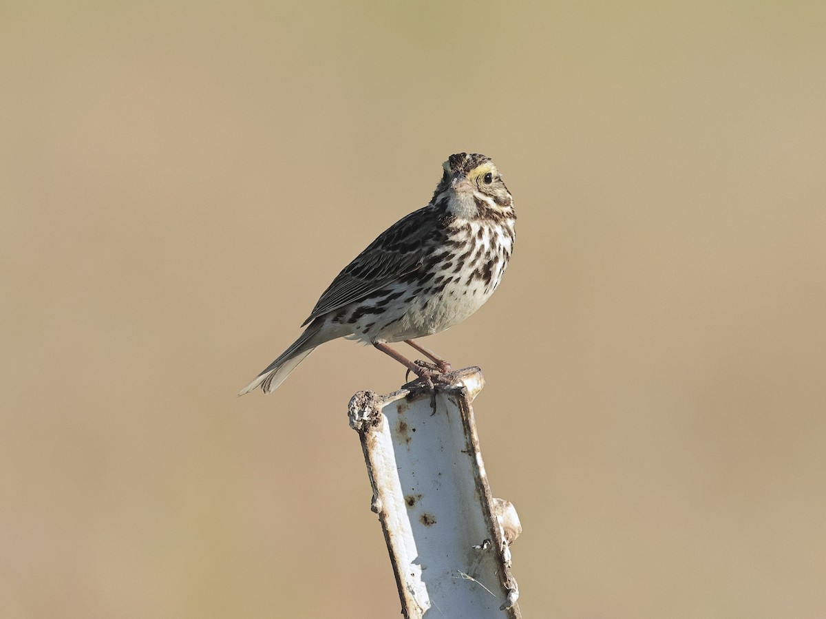 Savannah Sparrow - ML620296949