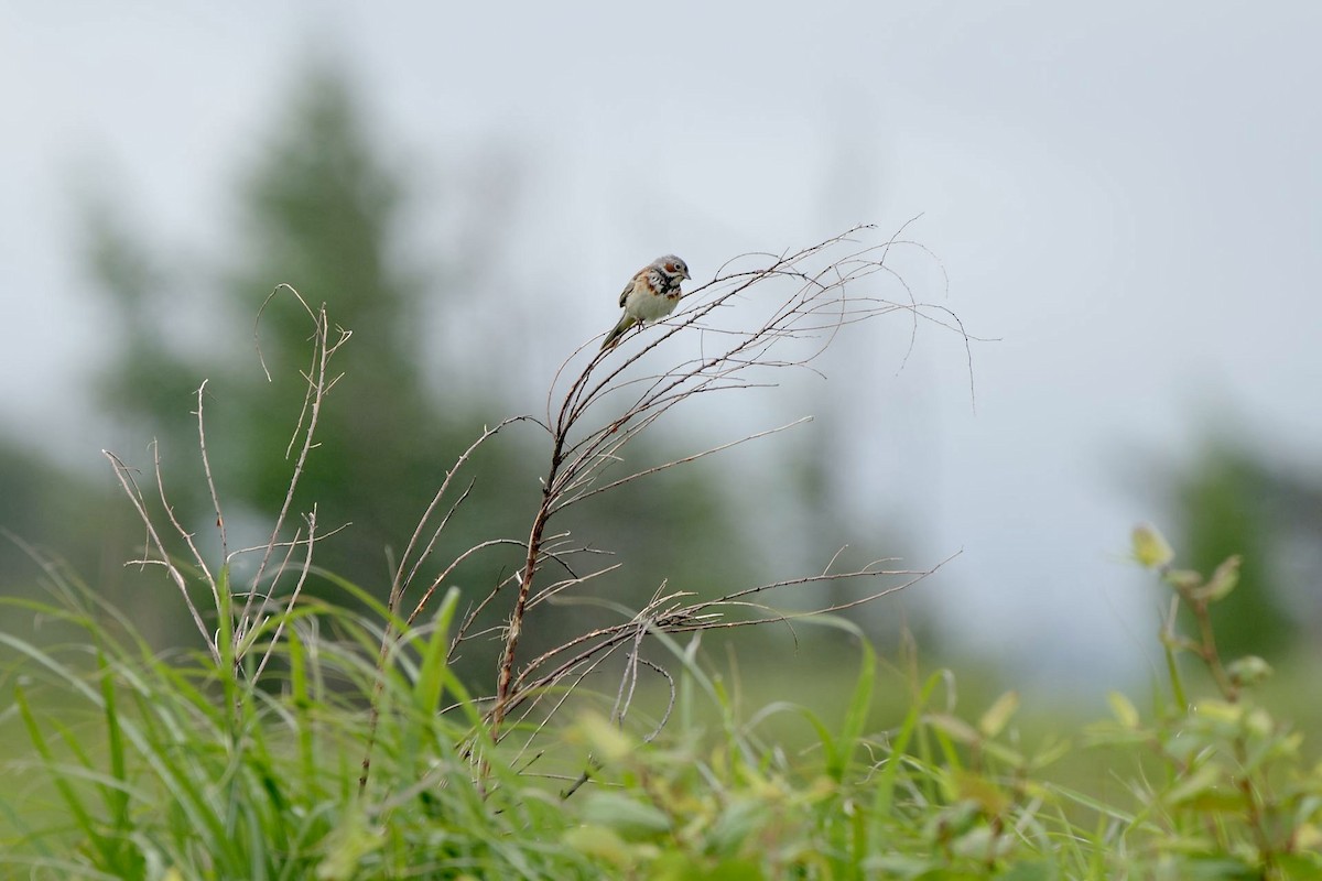 Chestnut-eared Bunting - ML620296952