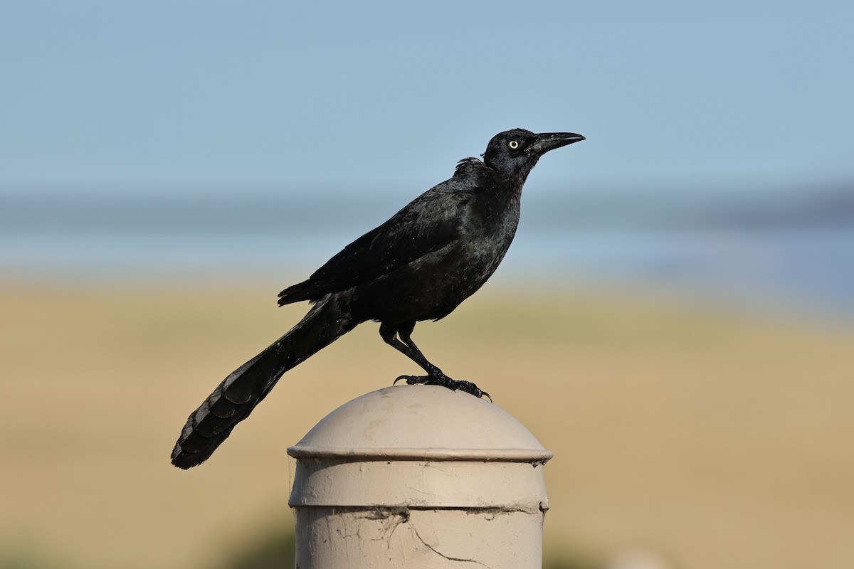Great-tailed Grackle - ML620296953