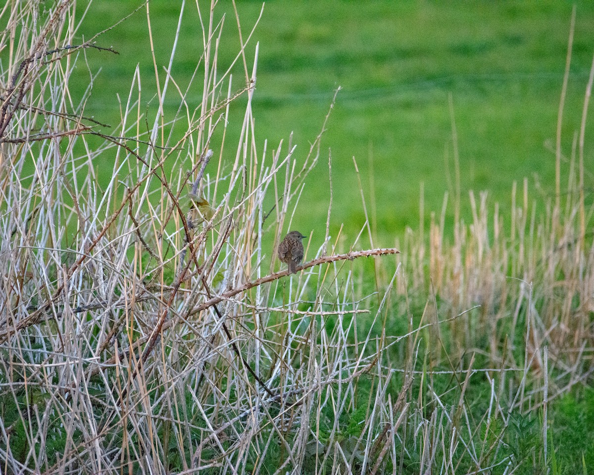 Dunnock - ML620296954