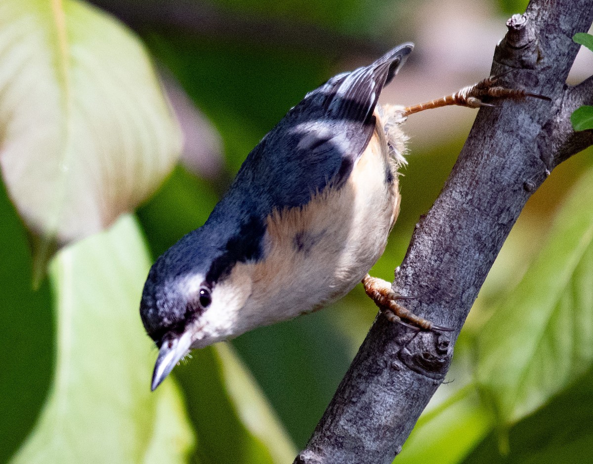 White-tailed Nuthatch - ML620296956