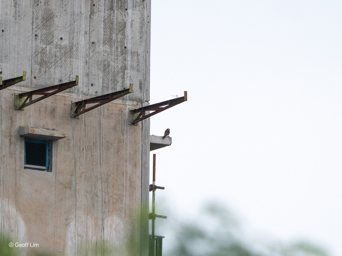 Amur Falcon - ML620296962