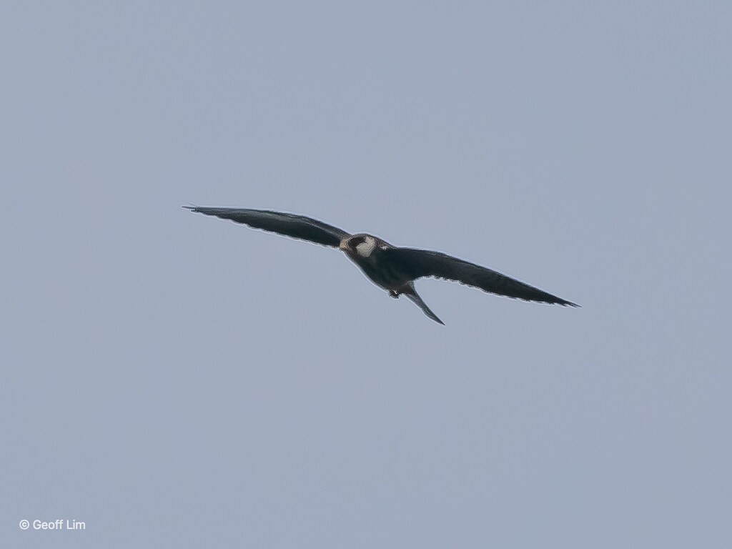 Amur Falcon - Anonymous