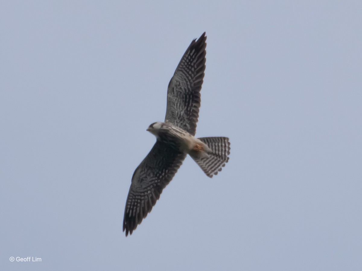 Amur Falcon - ML620296966