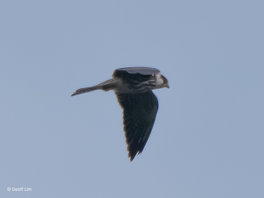 Amur Falcon - ML620296967