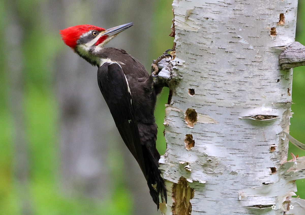 Pileated Woodpecker - Brooks Garrett