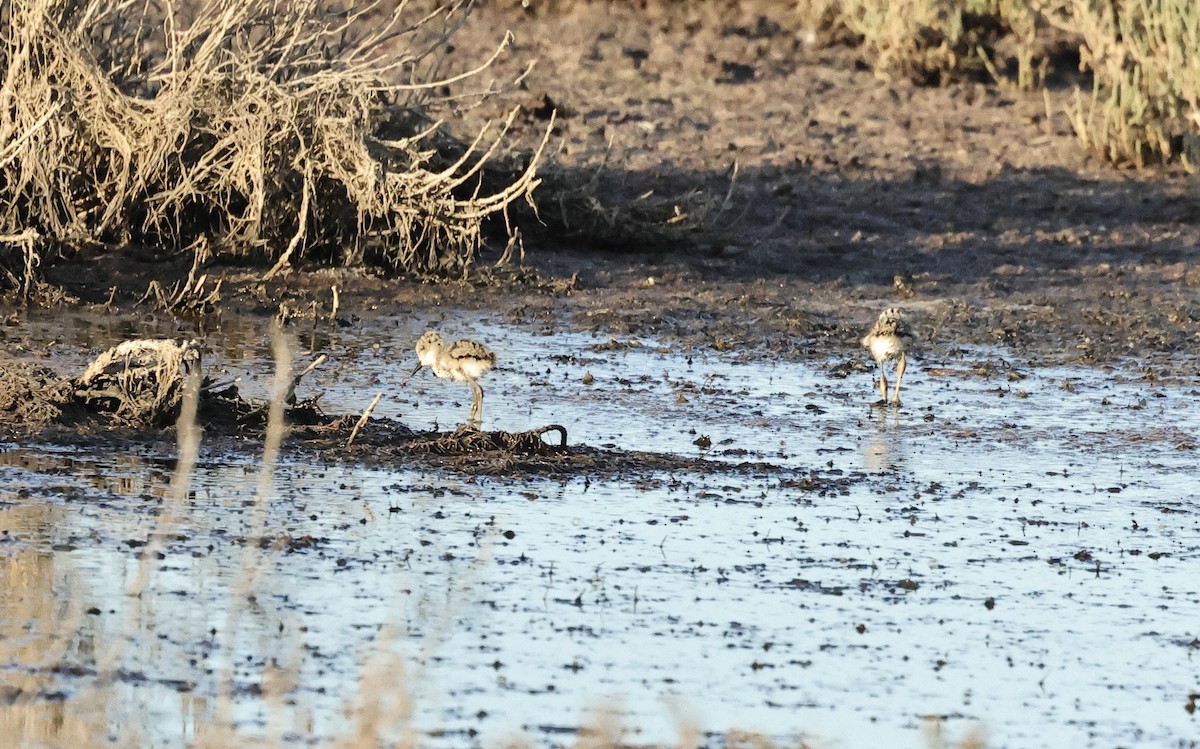 Black-necked Stilt - ML620296969