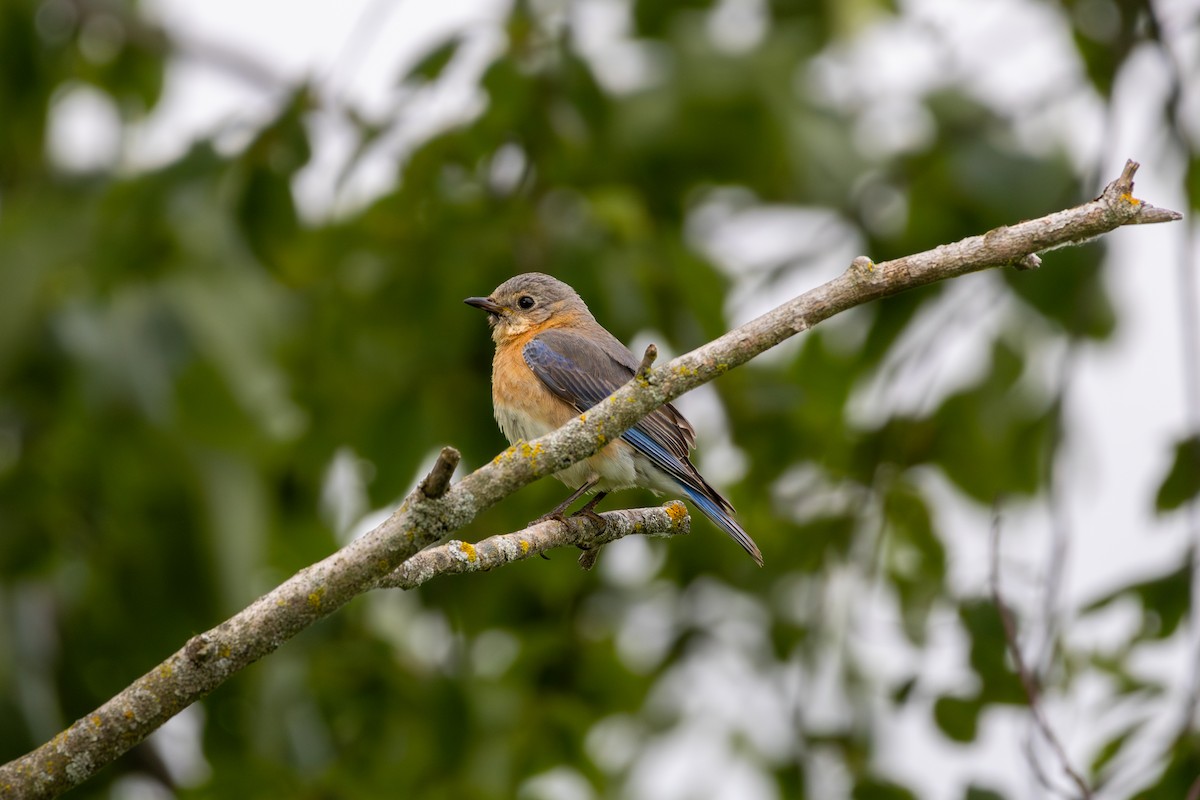 Eastern Bluebird - ML620296972