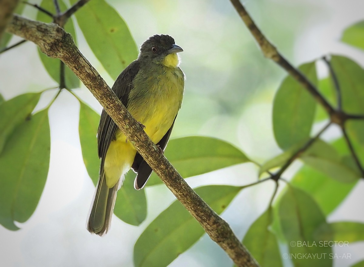 Bulbul de Finsch - ML620296974