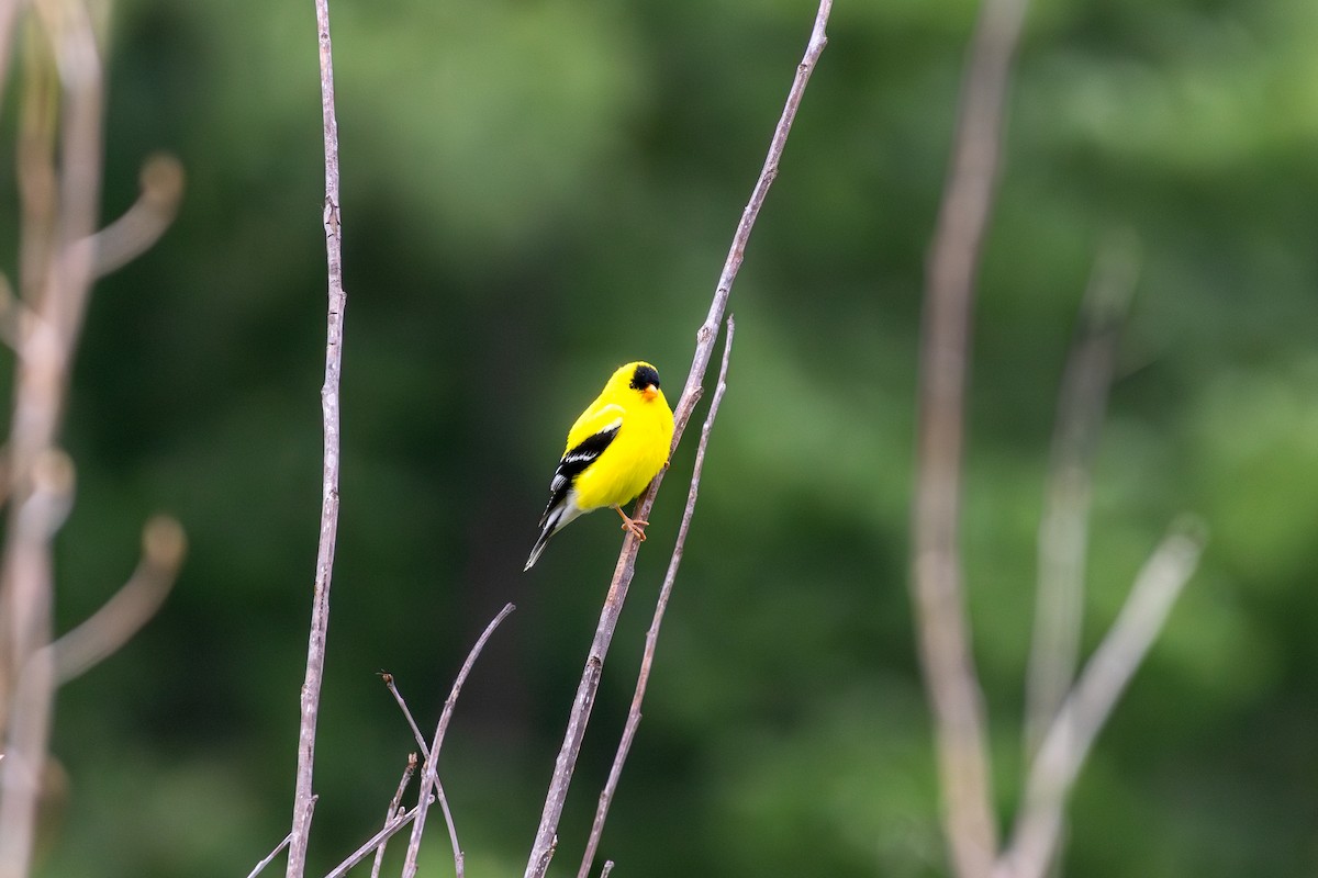 American Goldfinch - ML620296976