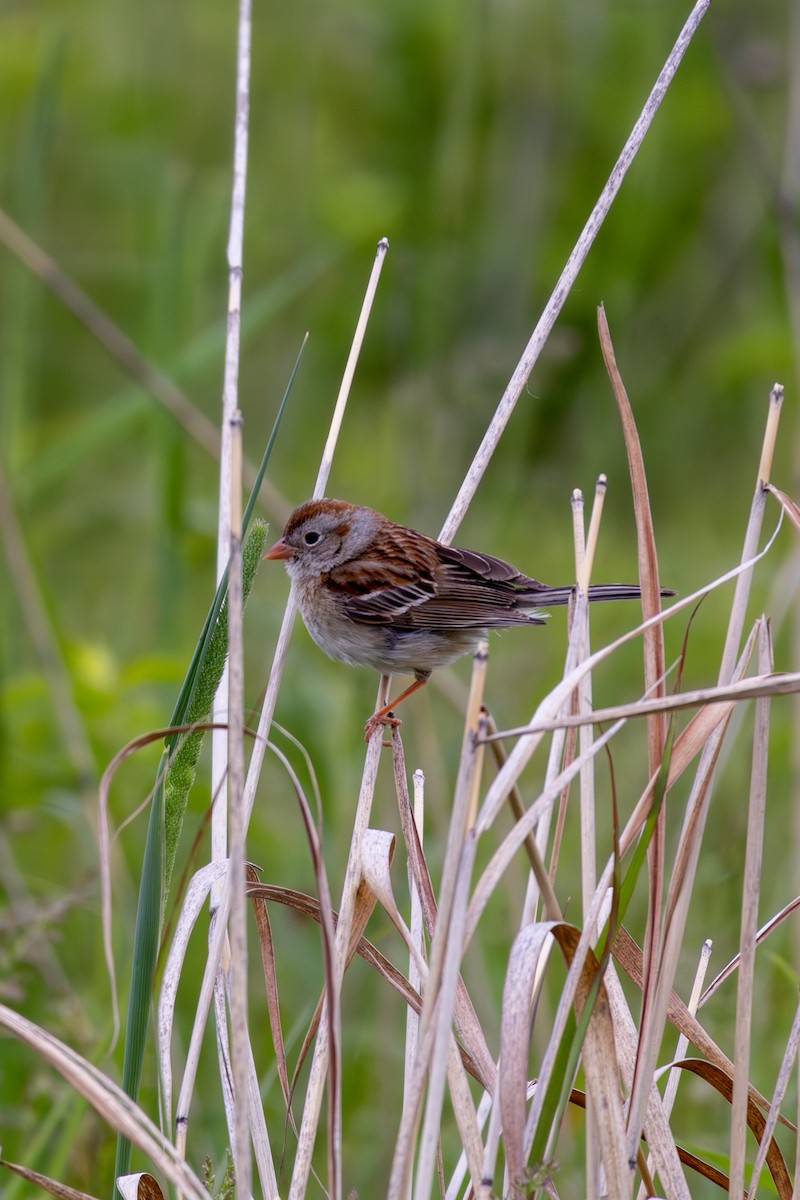 Field Sparrow - ML620296977